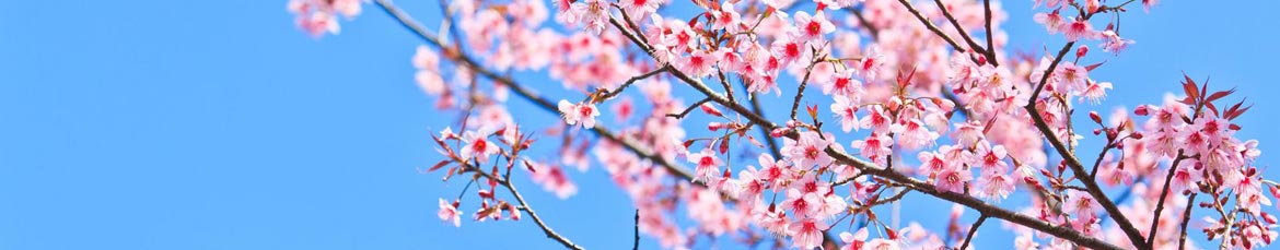 The delicate pink blossoms of a cherry tree against a clear blue sky.