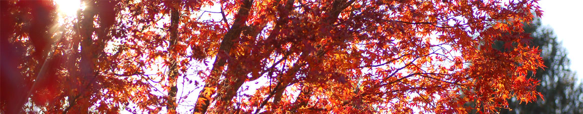 The spiky red leaves of a Japanese Maple tree with the sun peeking through.